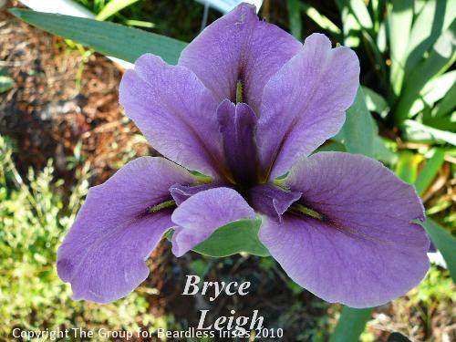 Bryce Leigh (3)